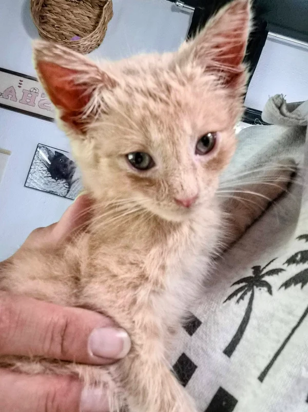 Beau the kitten