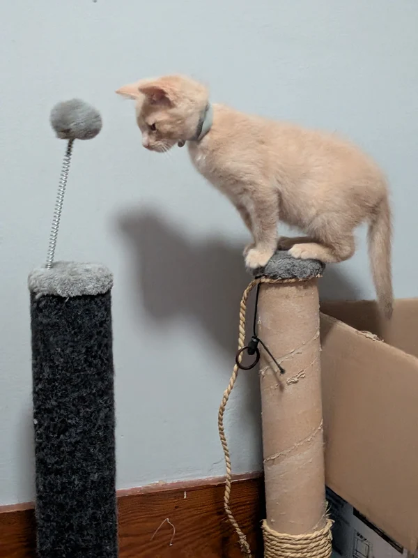 Beau the kitten