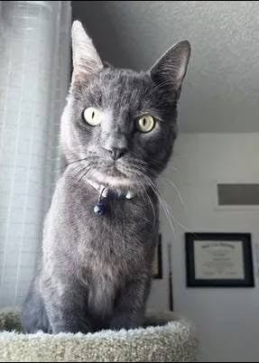 Big Boy the cat