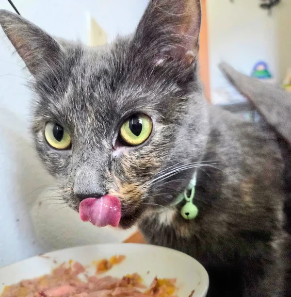 Boba the cat
