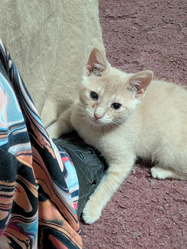 Chandler the kitten