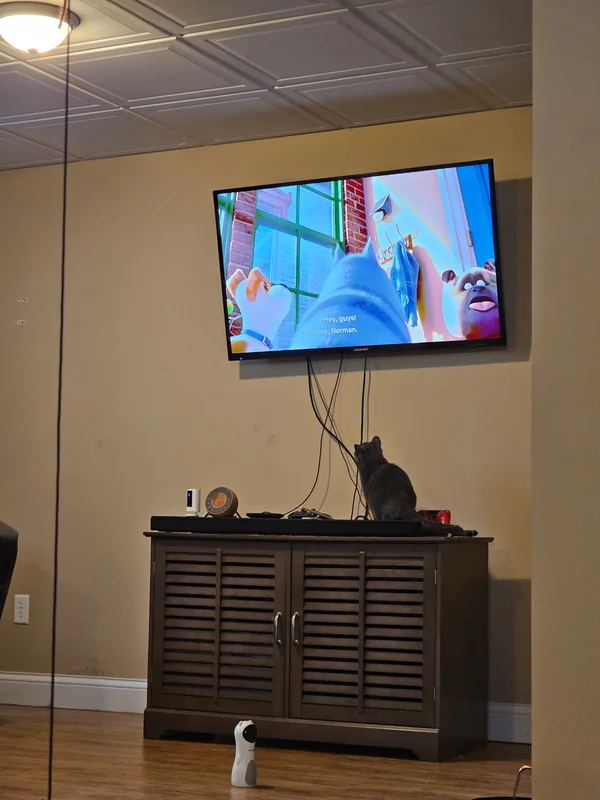 Kristi the cat